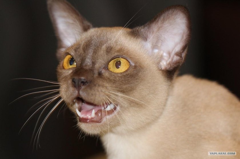 Бурма кошка
