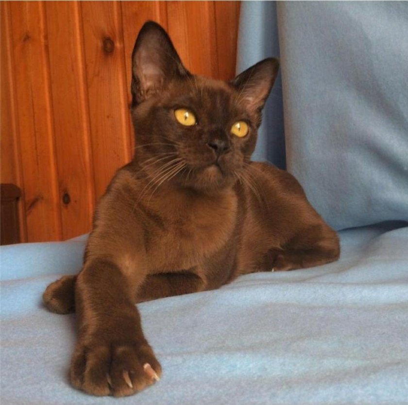 Бурманская кошка