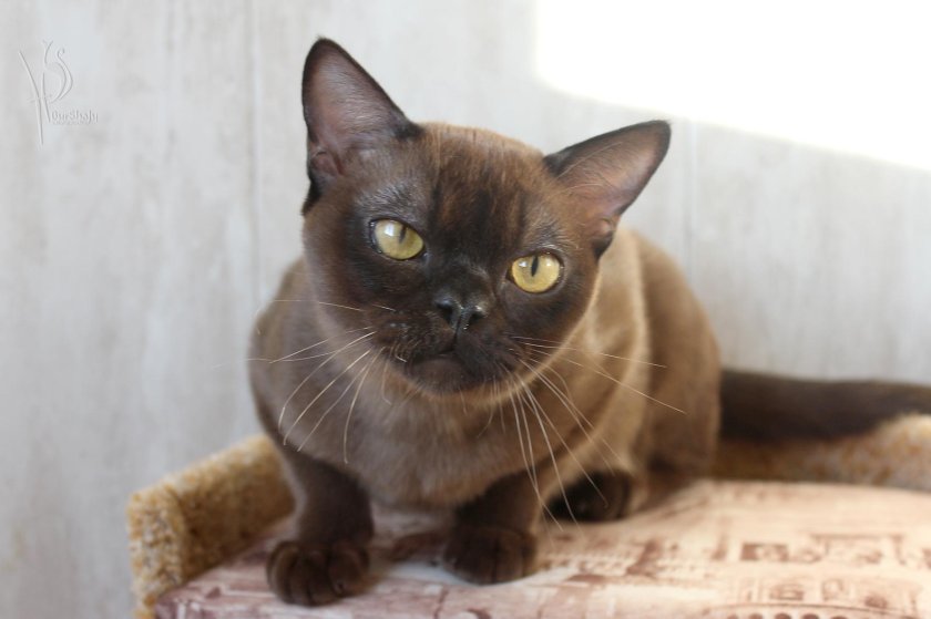 Бурманская кошка коричневая