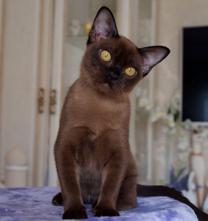 Шоколадная Бурманская кошка