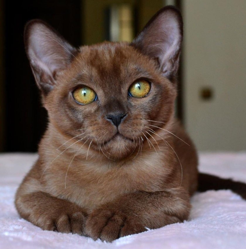 Порода Бурма