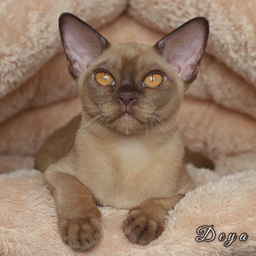 Европейская Бурма Соболь