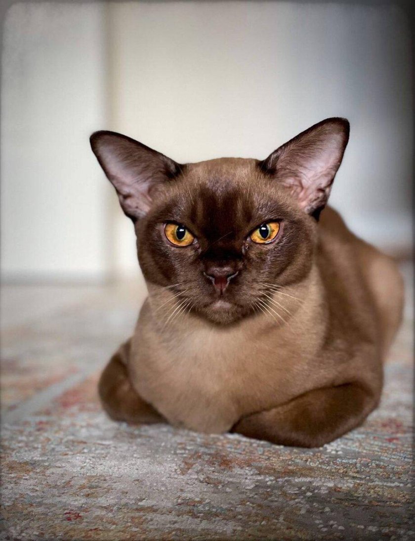 Бурма окрасы