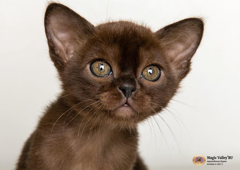 Бурманская кошка