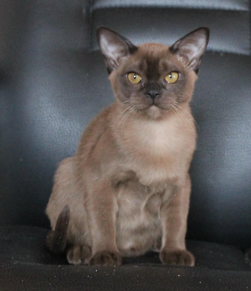 Бурманская кошка