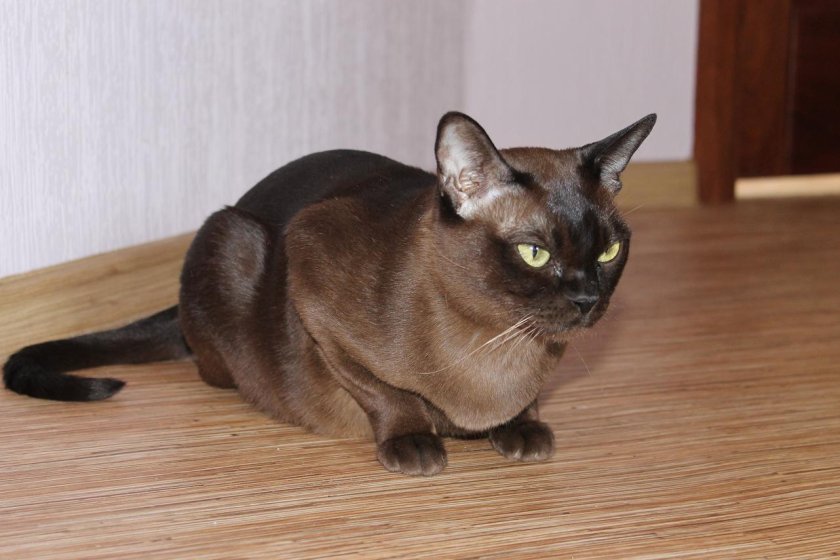 Европейская Бурма