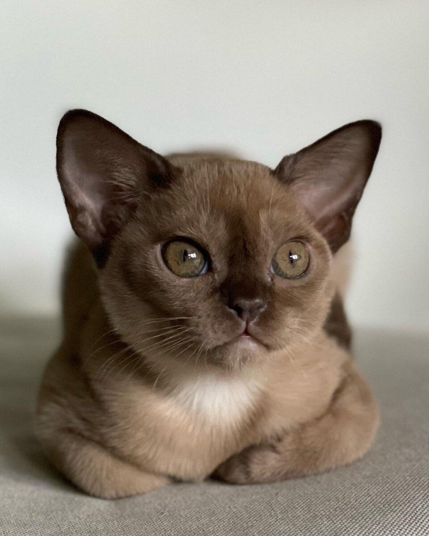 Бурма кошка