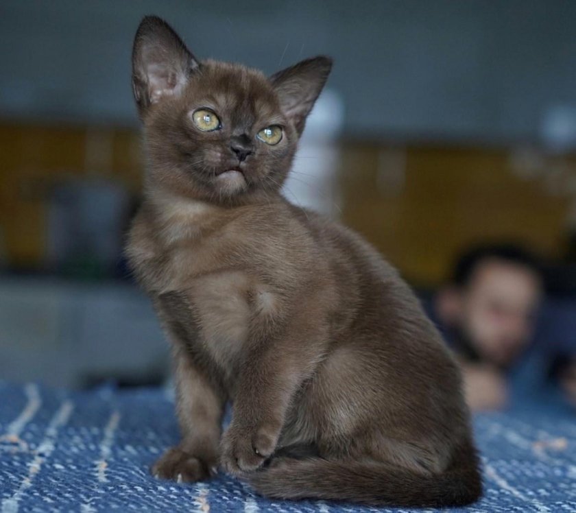 Бурма кошка