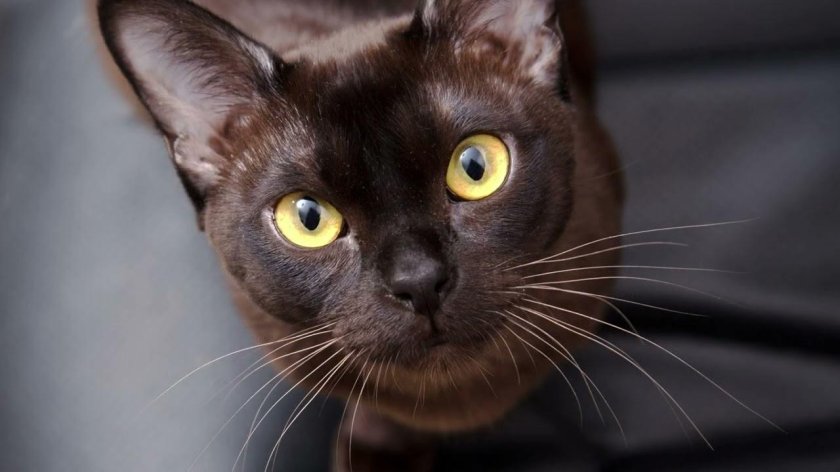 Бурманская европейская