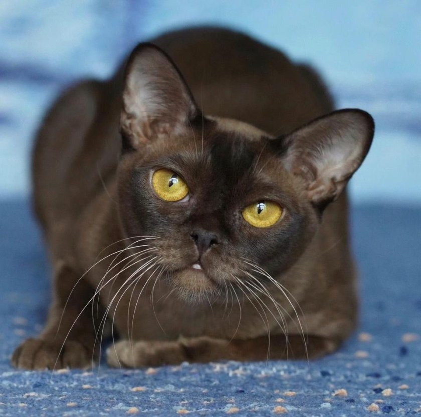 Бурма кошка