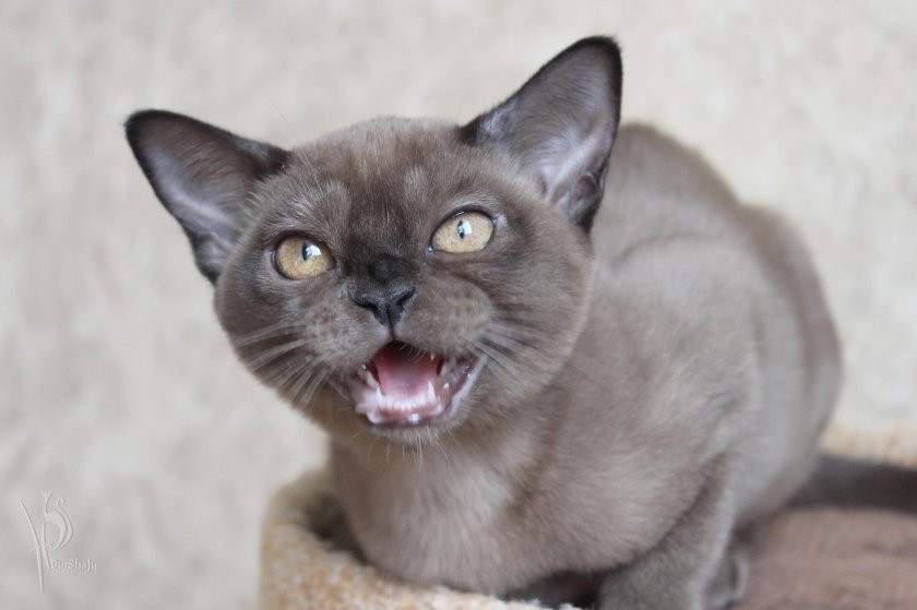 Бурма Алдис питомник