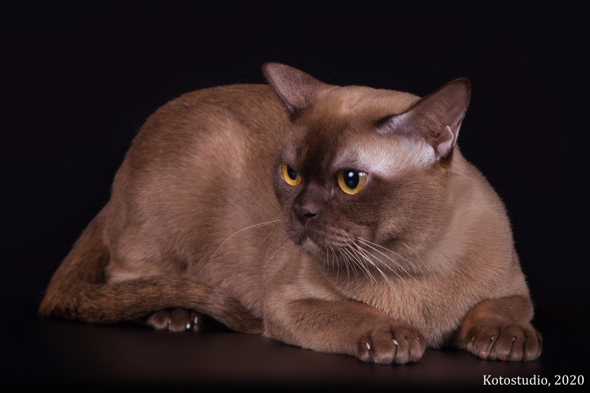 Бурма кошка