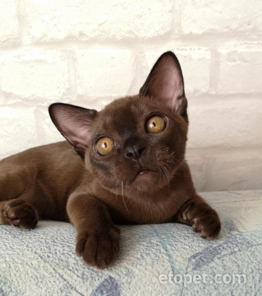 Европейская Бурма