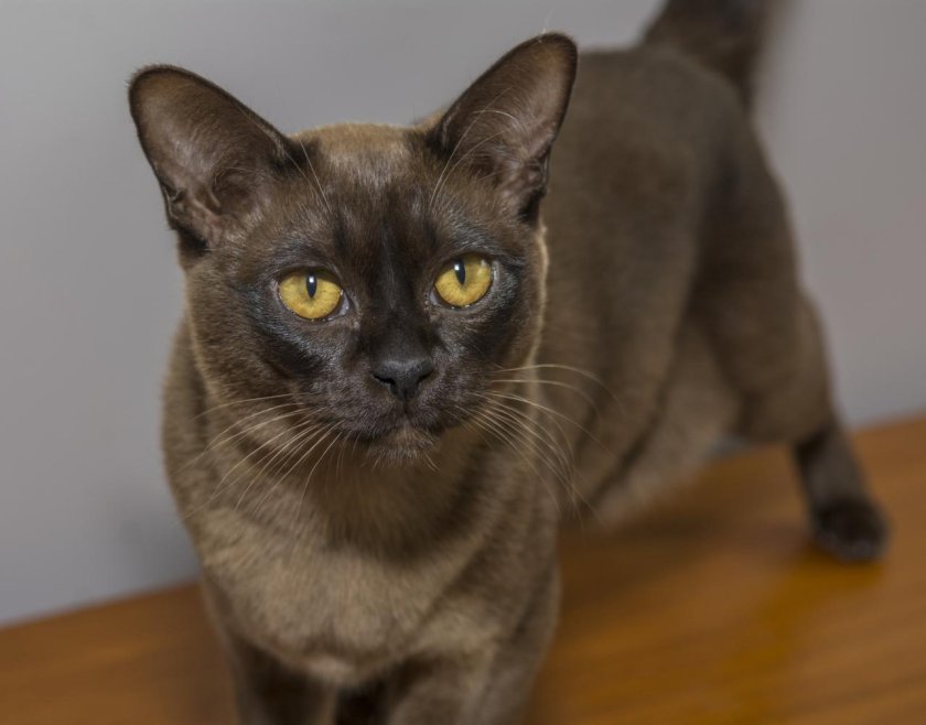 Европейская Бурма кошка