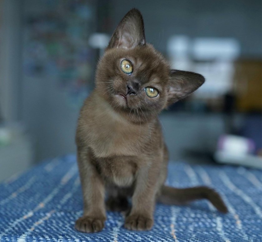 Бурма кошка