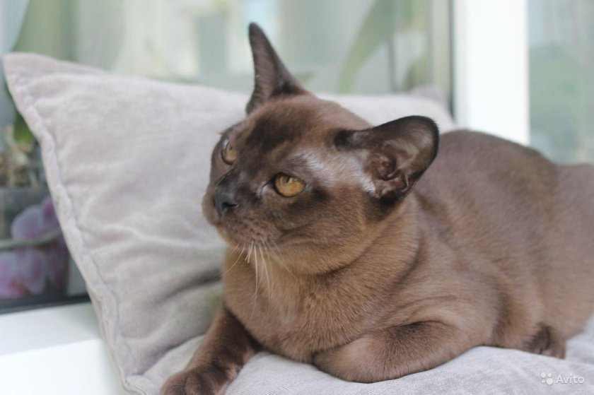 Европейская Бурма кошка