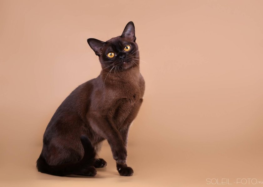 Бурма кошка