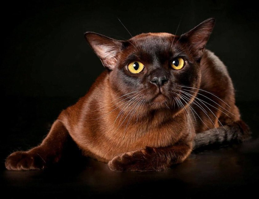 Бурманская кошка