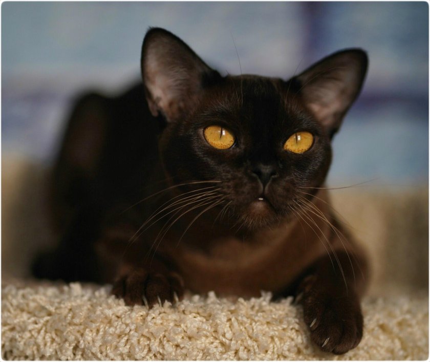 Европейская Бурма кошка