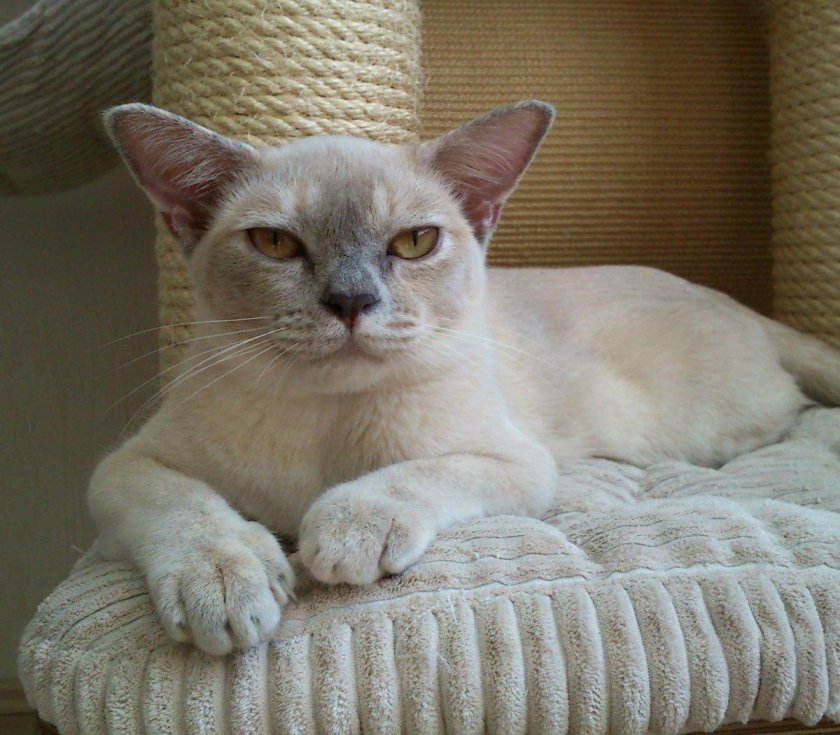 Бурманская кошка