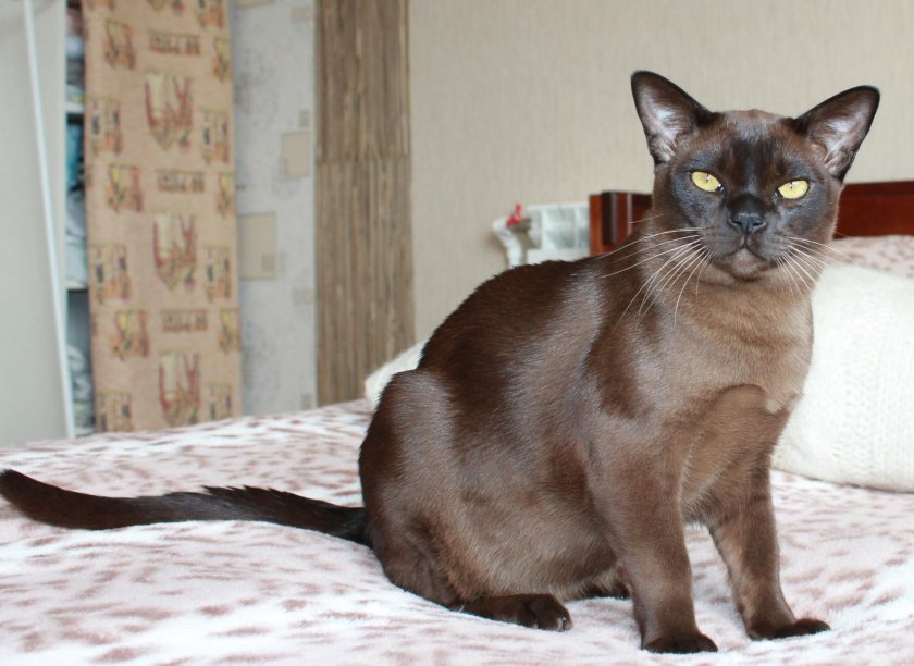 Американская Бурма Соболь