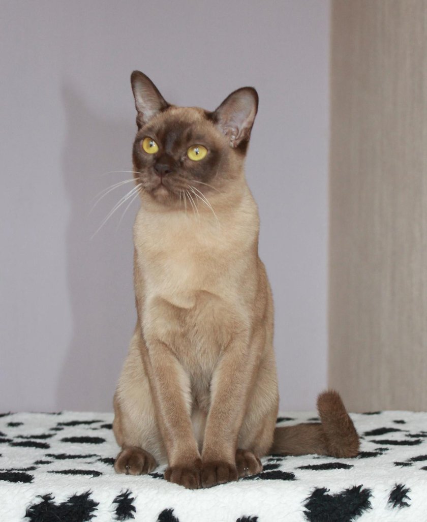 Бурманская кошка