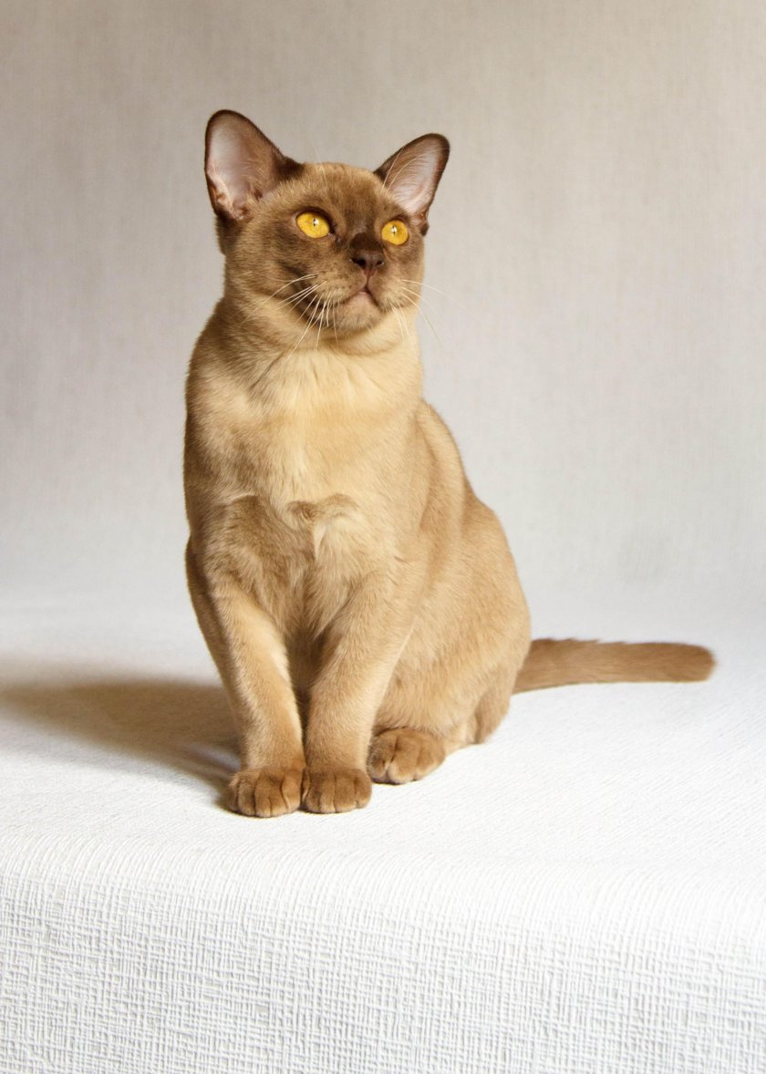 Бурманская кошка