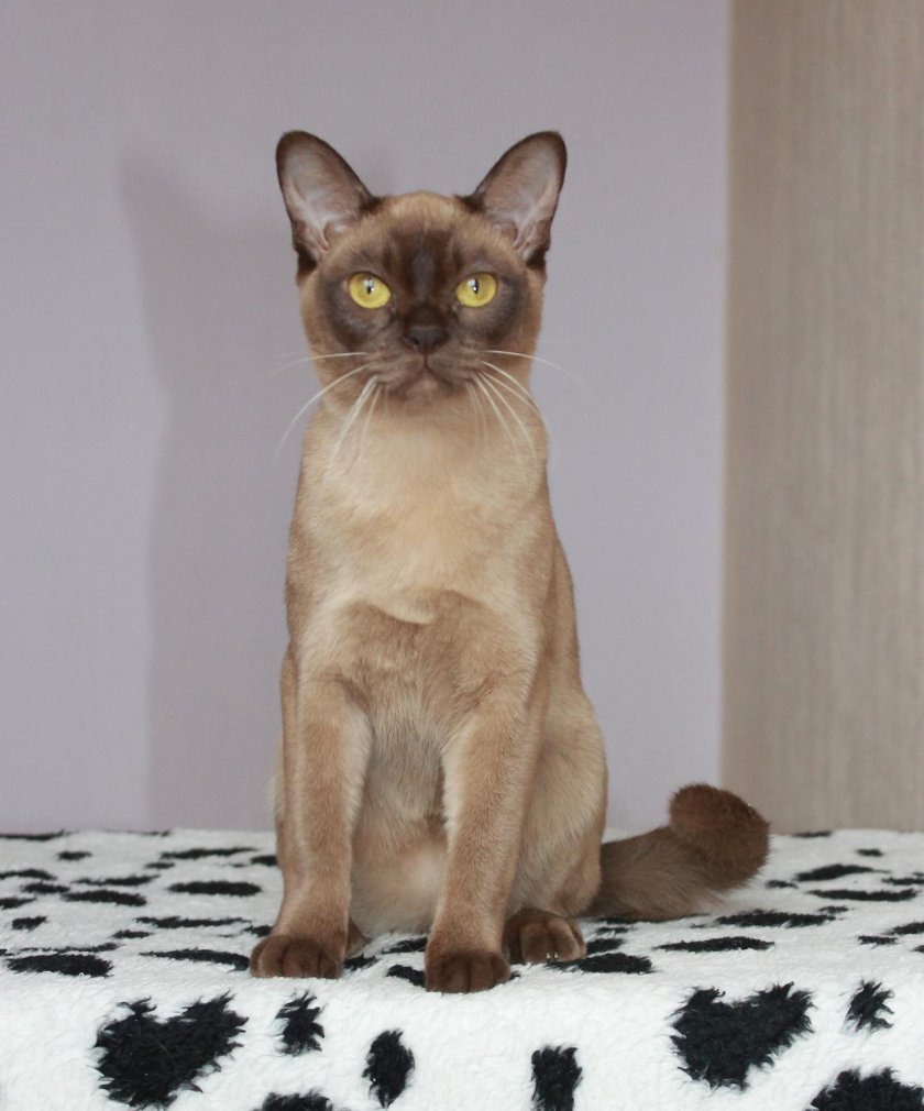 Бурманская кошка