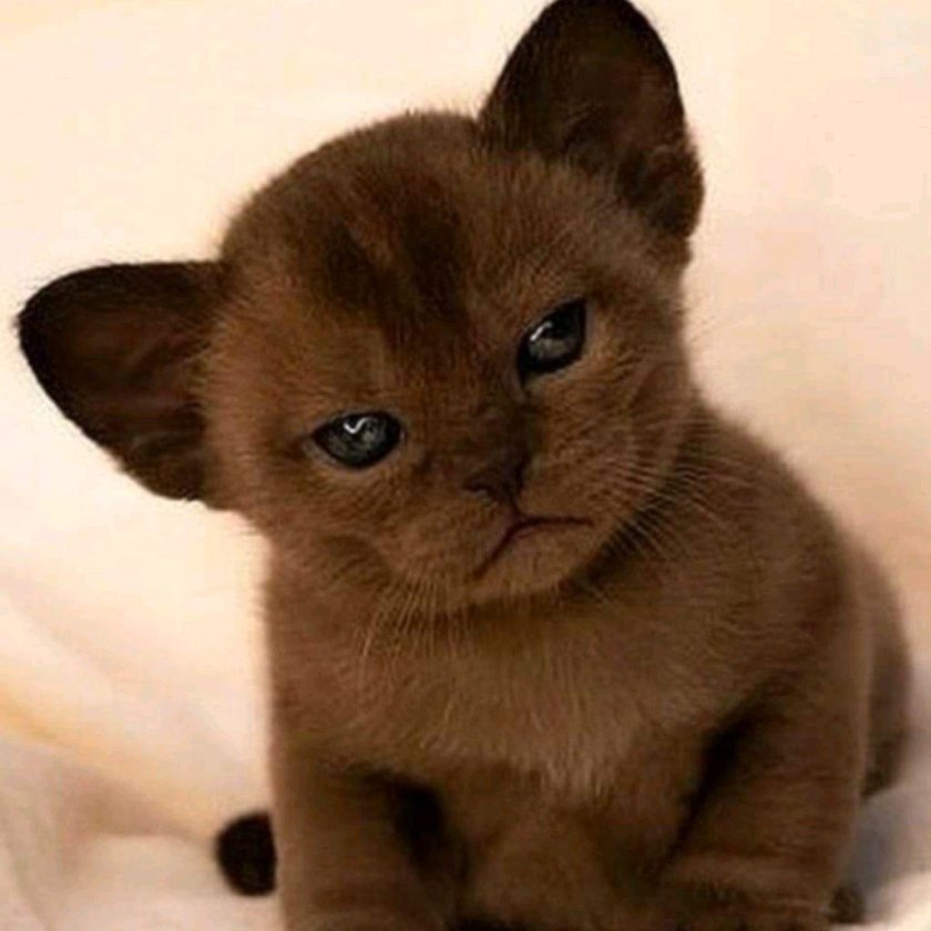 Бурманские котята