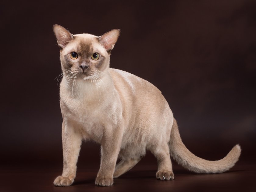 Европейская Бурма кошка