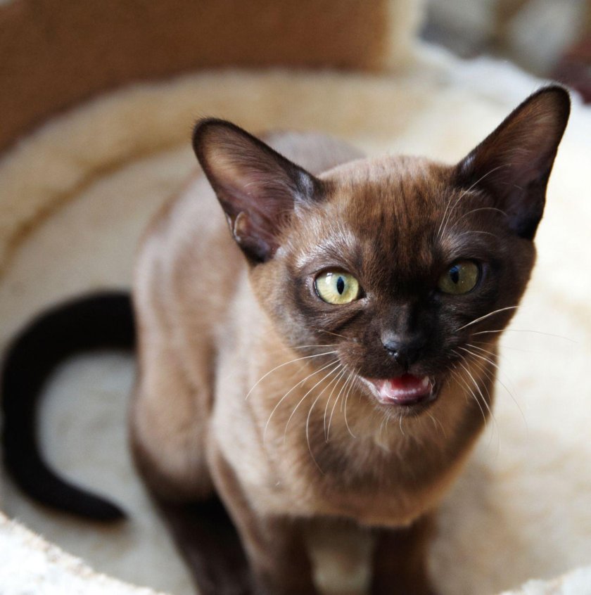 Европейская Бурма