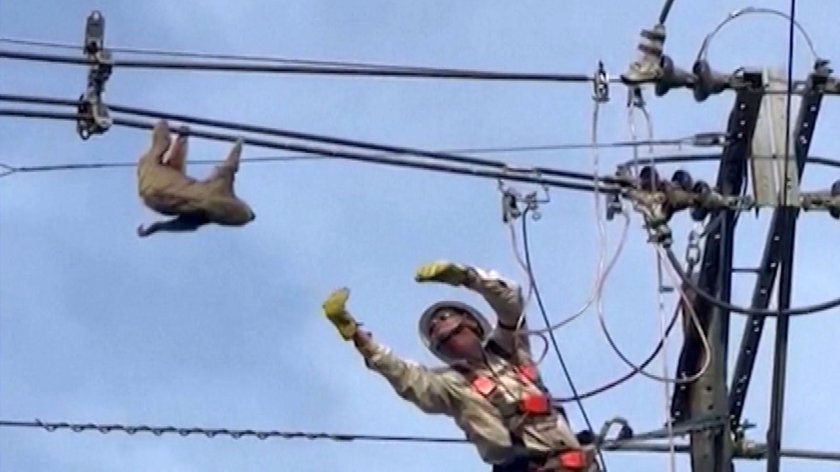 Электрик повис на проводах