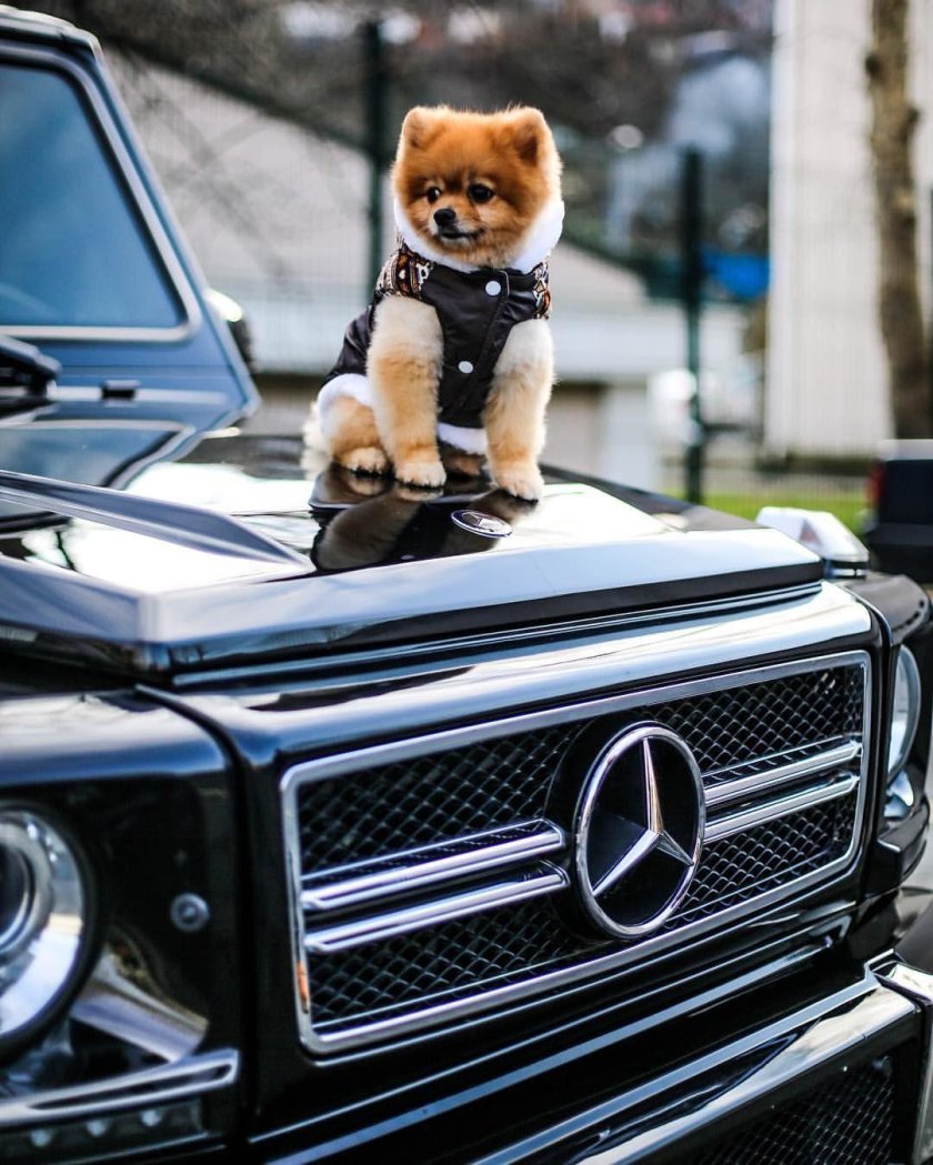 Собака в крутой машине