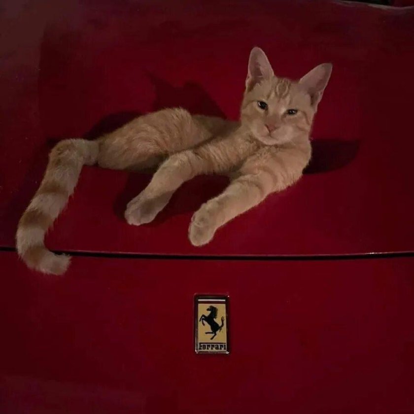 Кот Феррари