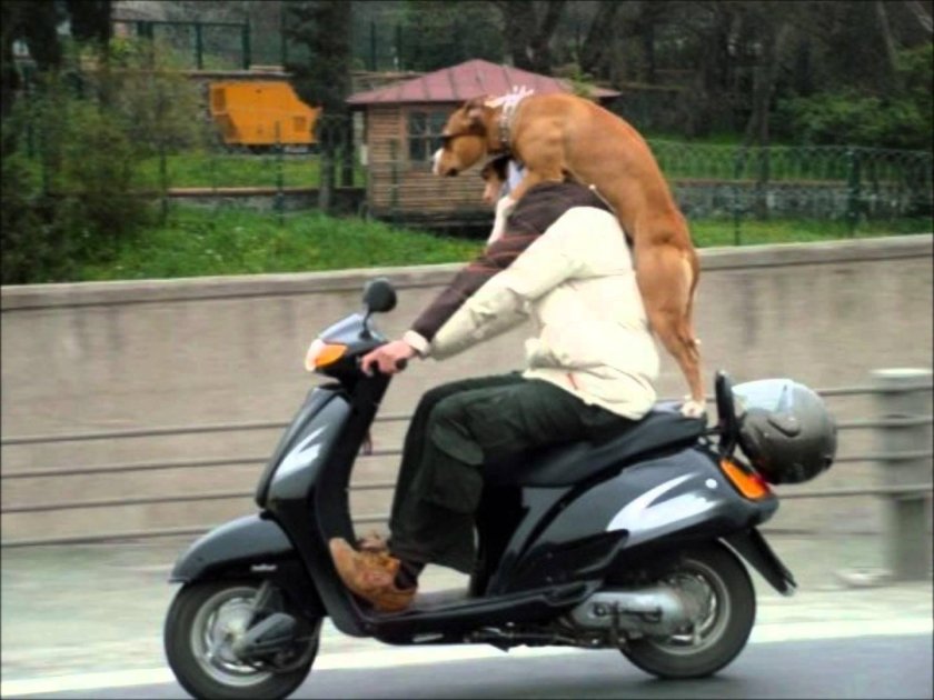 Мопед смешной