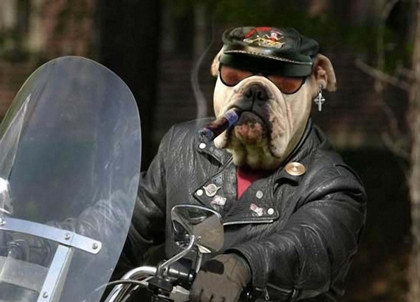 Собака байкер