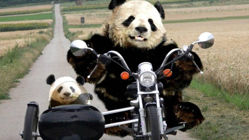 Панда на мотоцикле