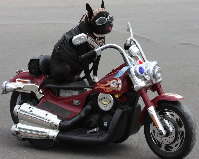 Смешные мотоциклы