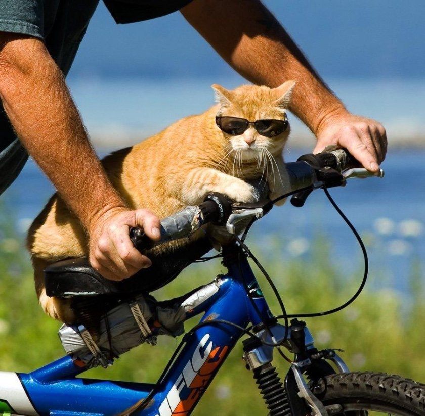 Котик на велосипеде