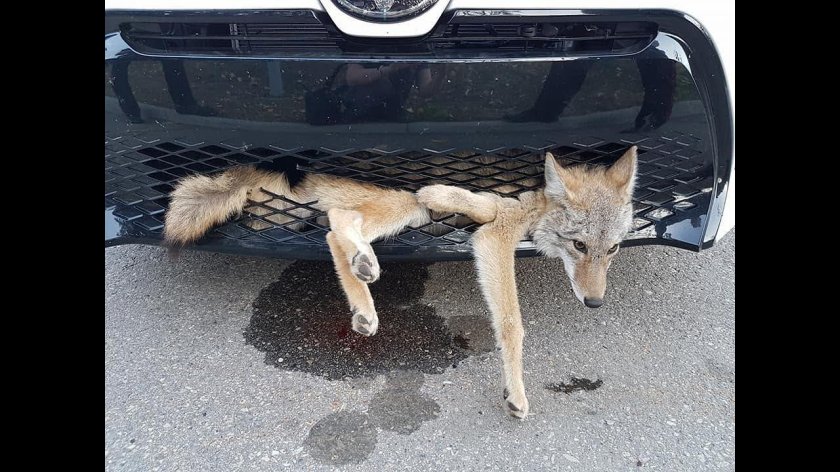 Лиса на дороге