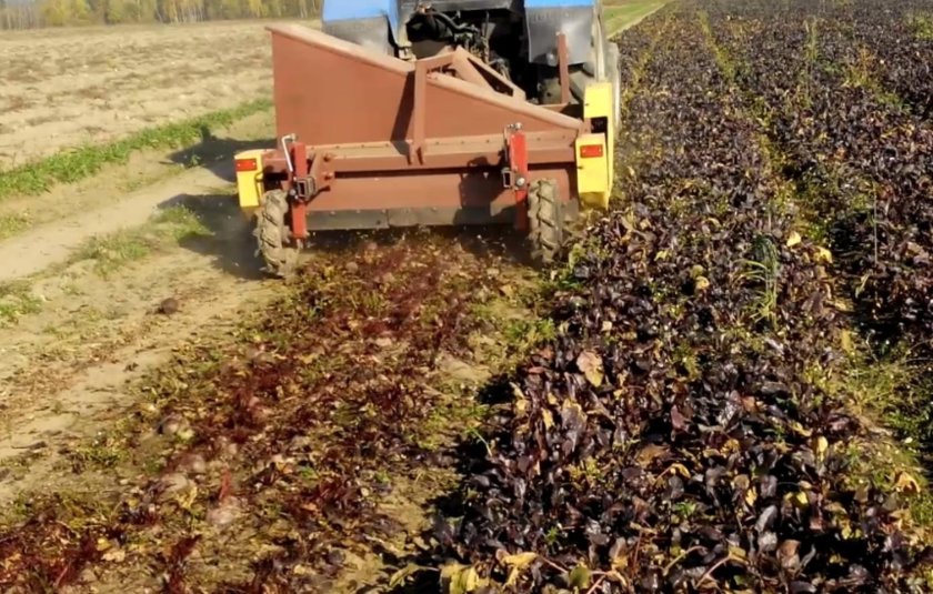 Машина ботвоуборочная МБУ