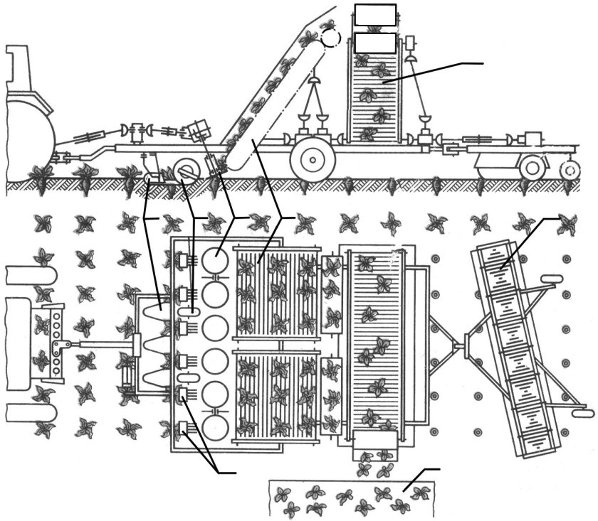 Картофелесортировальный пункт КСП-15в