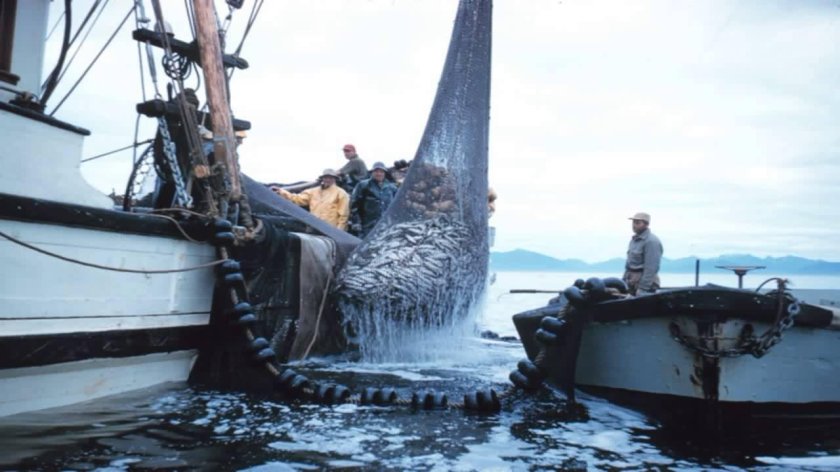 Рыбный промысел в Арктике