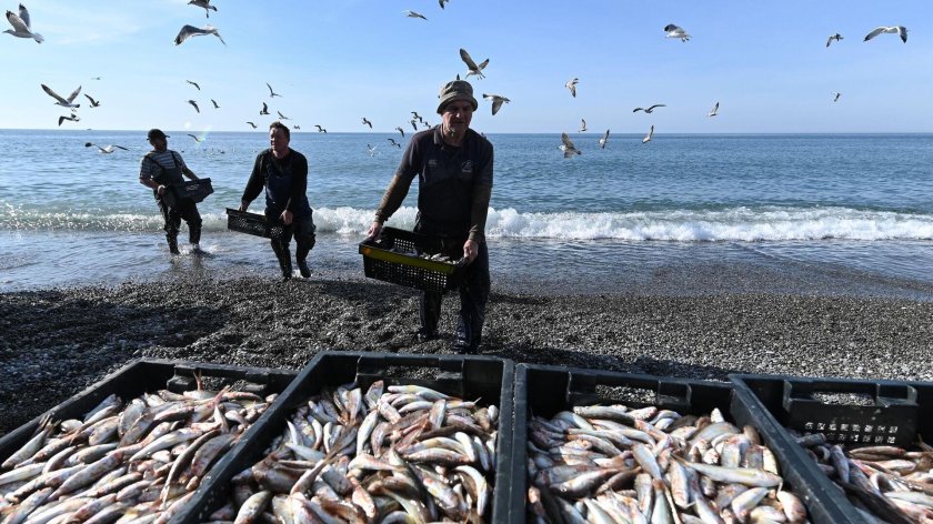 Рыба в черном море