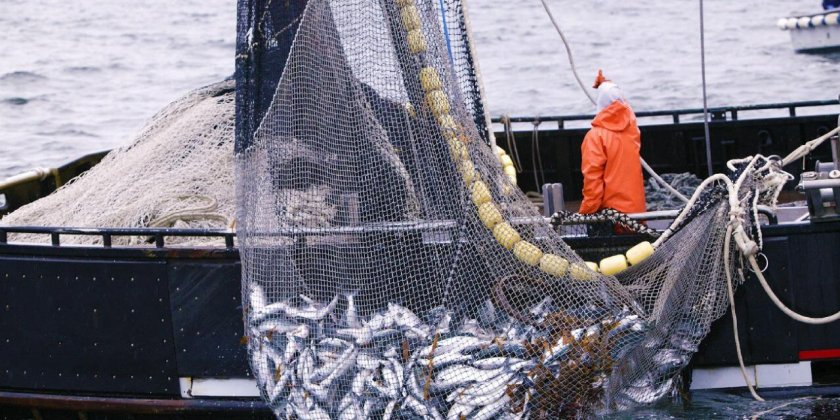 Рыбный промысел