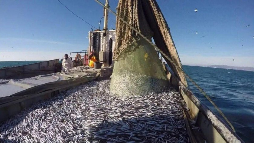 Промысел Каспийской кильки