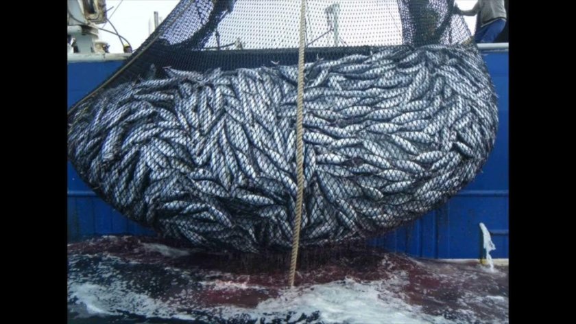 Рыболовная сеть с рыбой