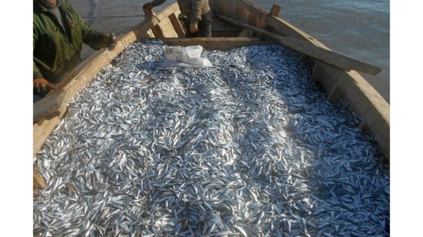 Промысел Каспийской кильки