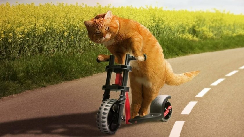 Котик на самокате