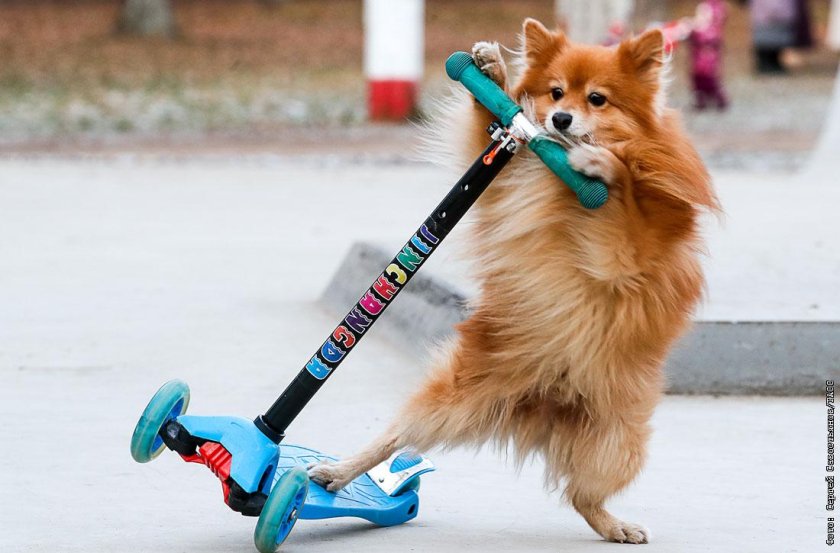 Собака на самокате
